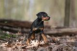 DOBERMANN 281